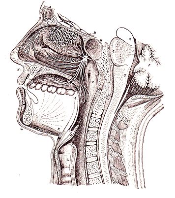 face cross section